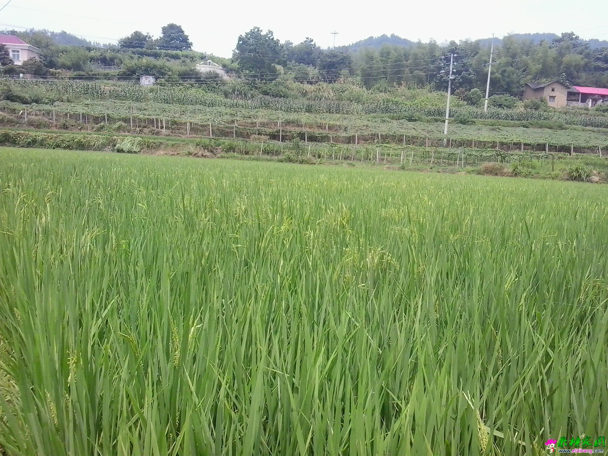 20140807_111908.webp