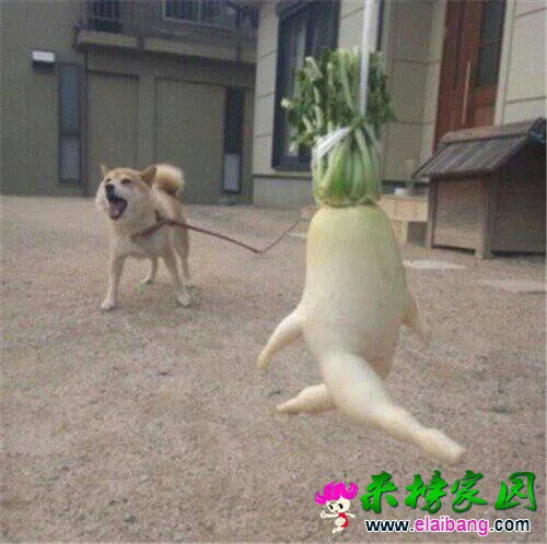 QQ图片2014081720222577.webp