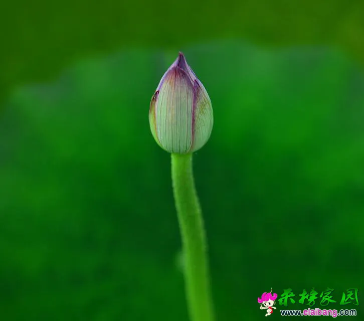 psb (15).webp