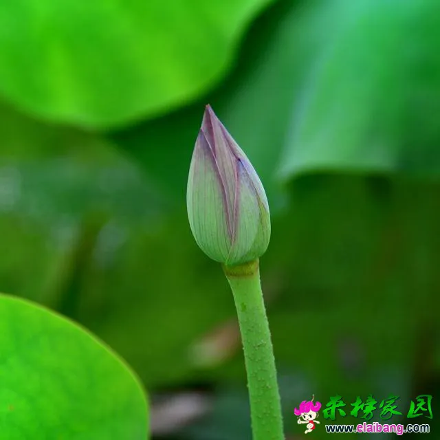 psb (14).webp