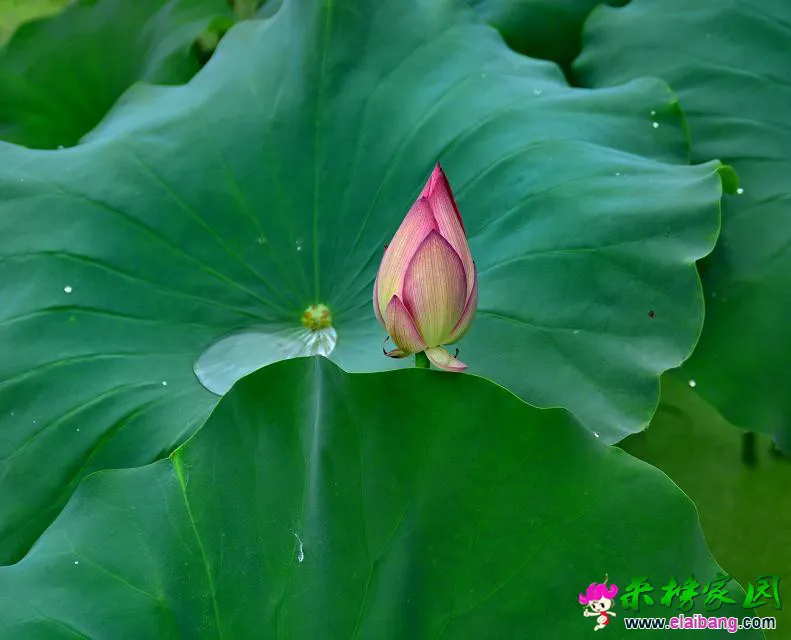 psb (17).webp