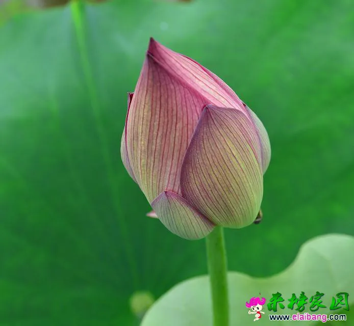 psb (19).webp