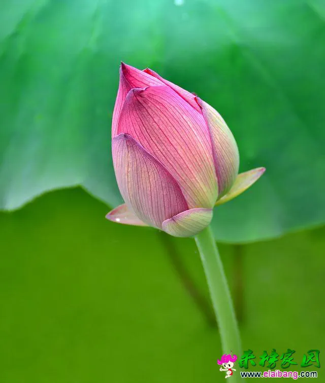 psb (20).webp