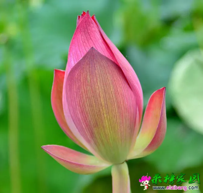 psb (9).webp