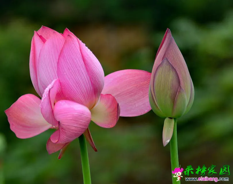 psb (10).webp