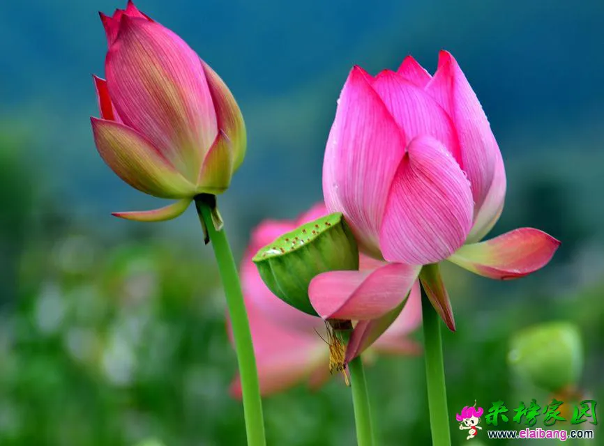 psb (13).webp