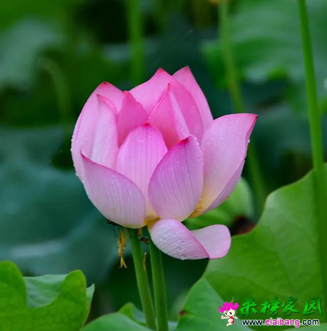 psb (6).webp