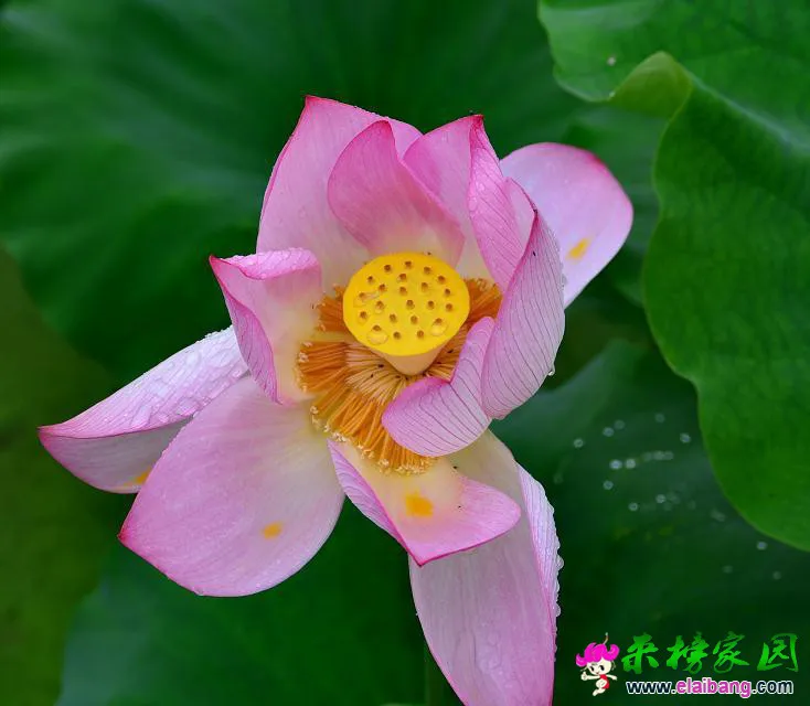 psb (7).webp