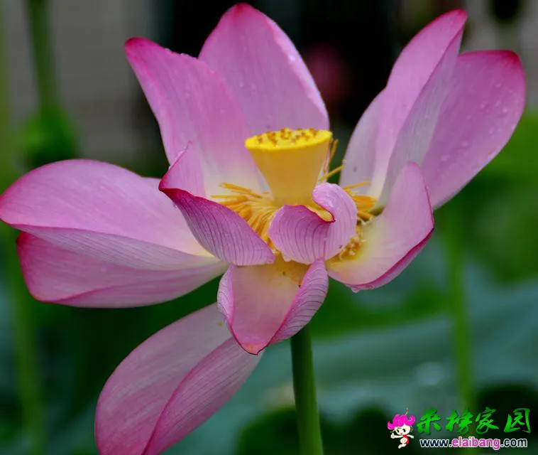 psb (12).webp