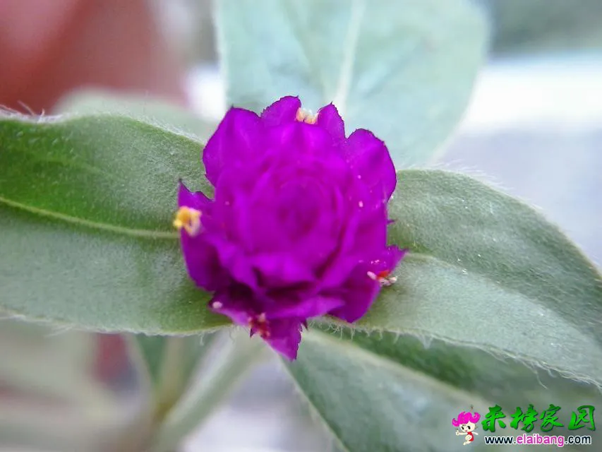 psb (6).webp