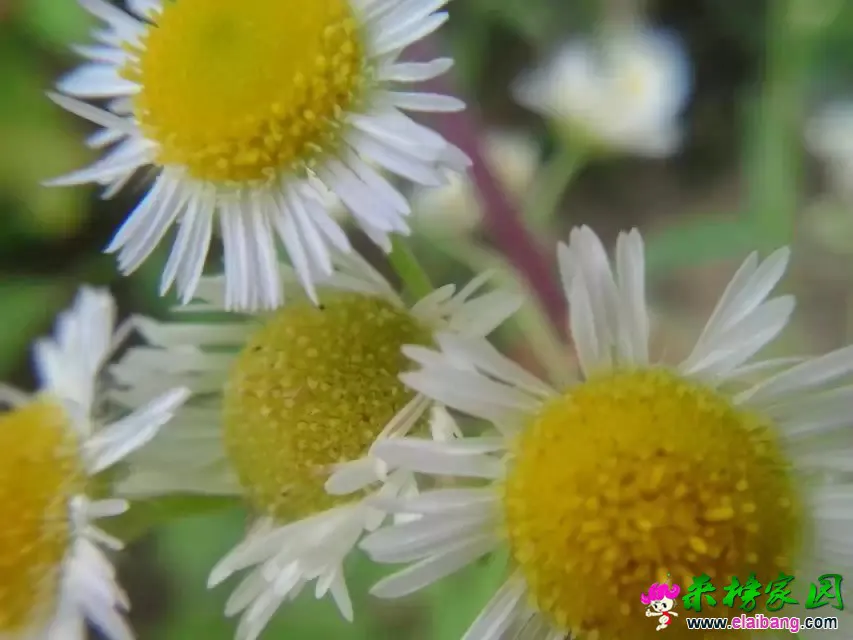 psb (10).webp