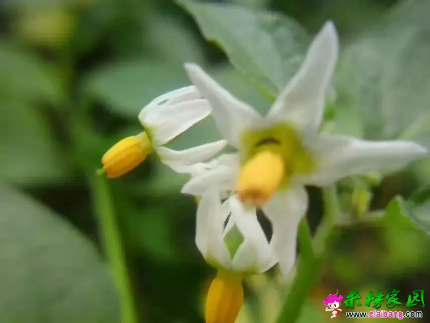 psb (11).webp