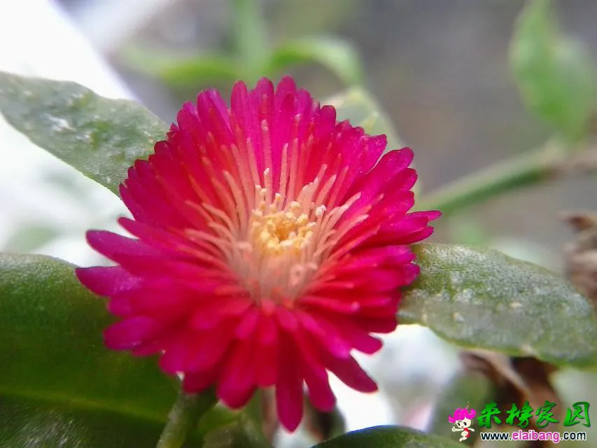 psb (3).webp