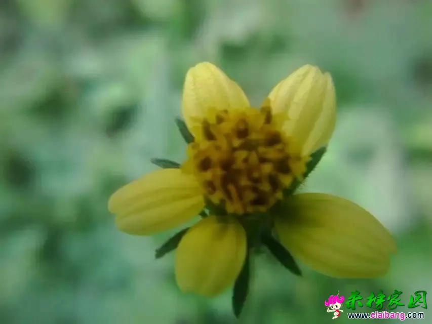 psb (5).webp
