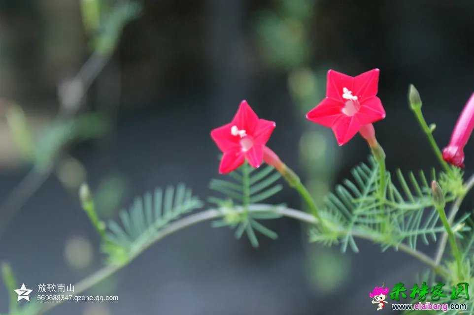 psbDSRJNV8L.webp