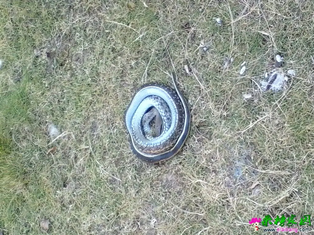 131500mc02vqo7myl77711.webp