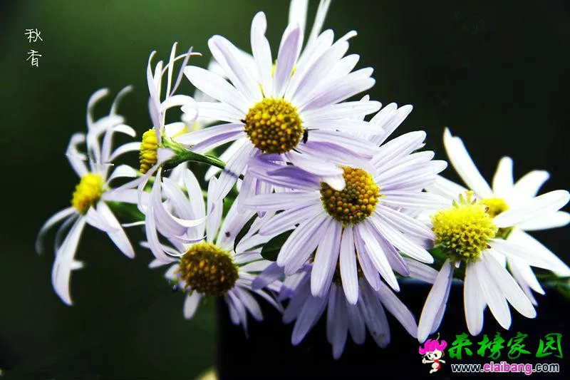 Z.webp