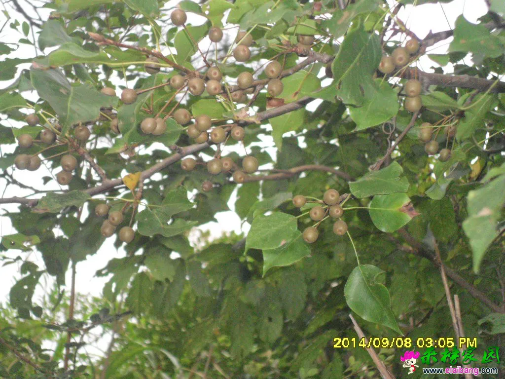 SAM_1575.webp