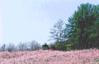 0 (10).gif