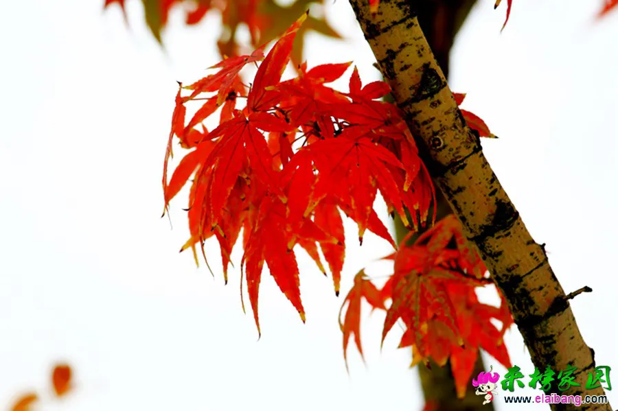 HD8A0454.webp