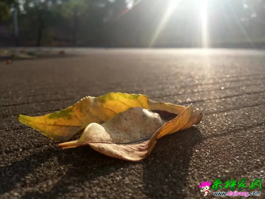 4545.webp