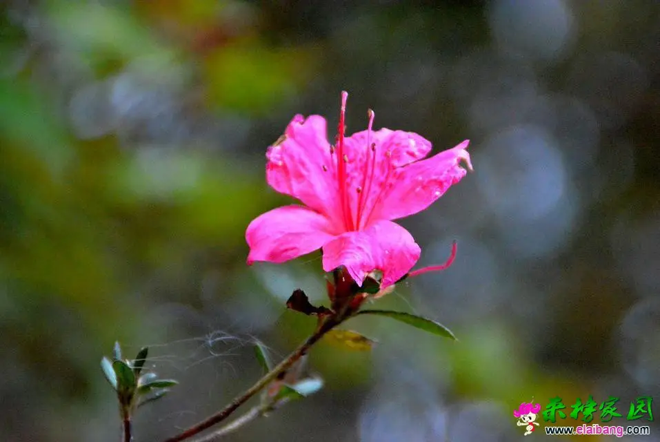psb (17).webp