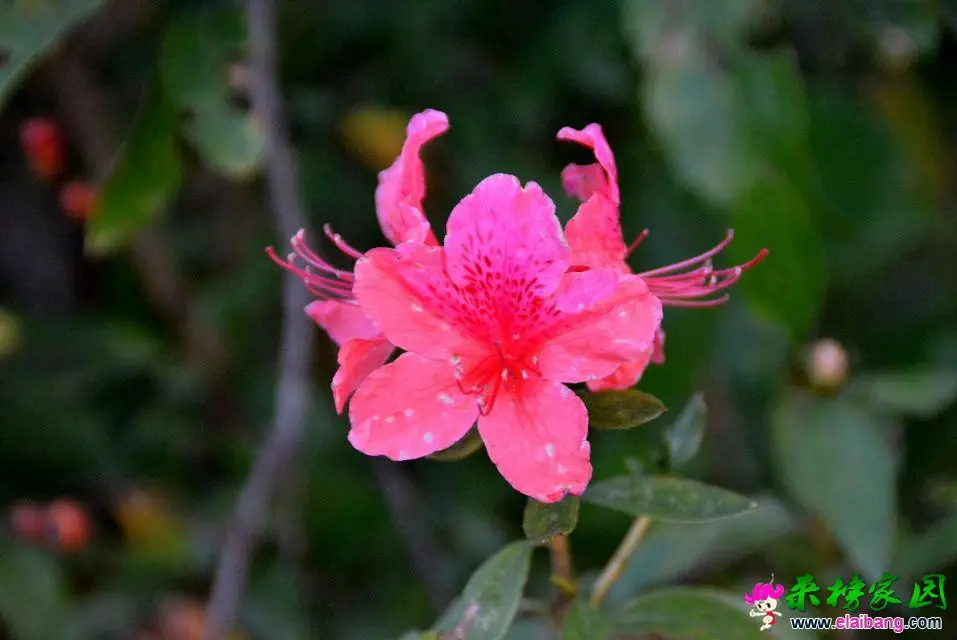 psb (18).webp