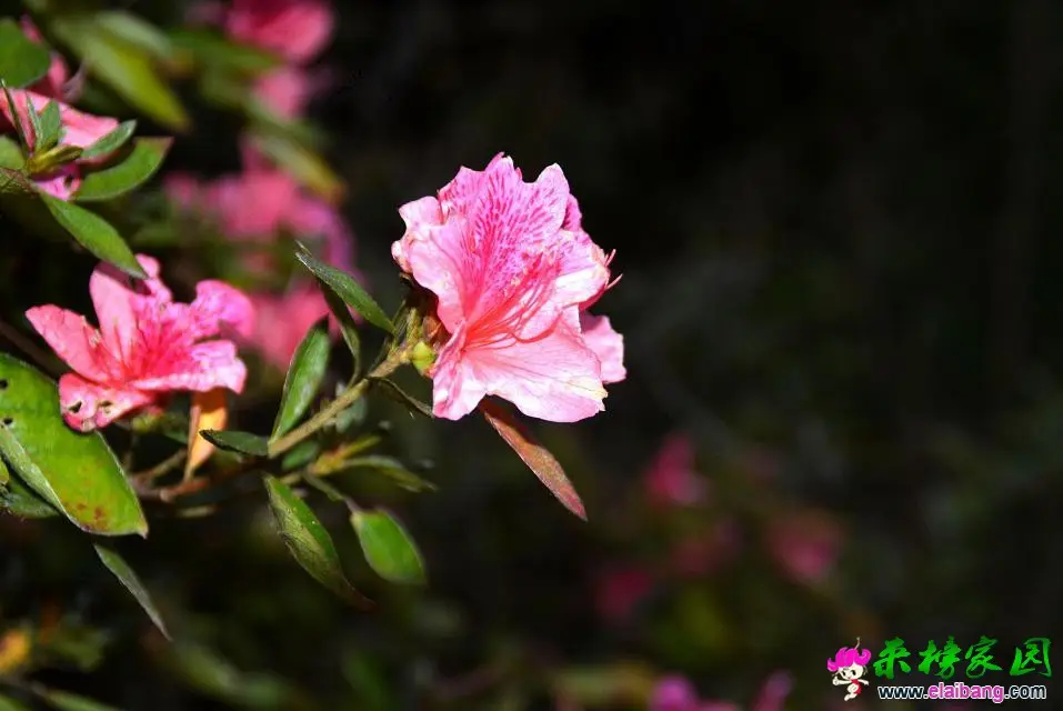 psb (20).webp
