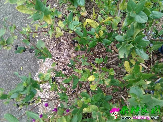 140034lqj3qgpffpgj1pjj.webp