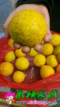 171650r9mo5m6135vd5gey.webp