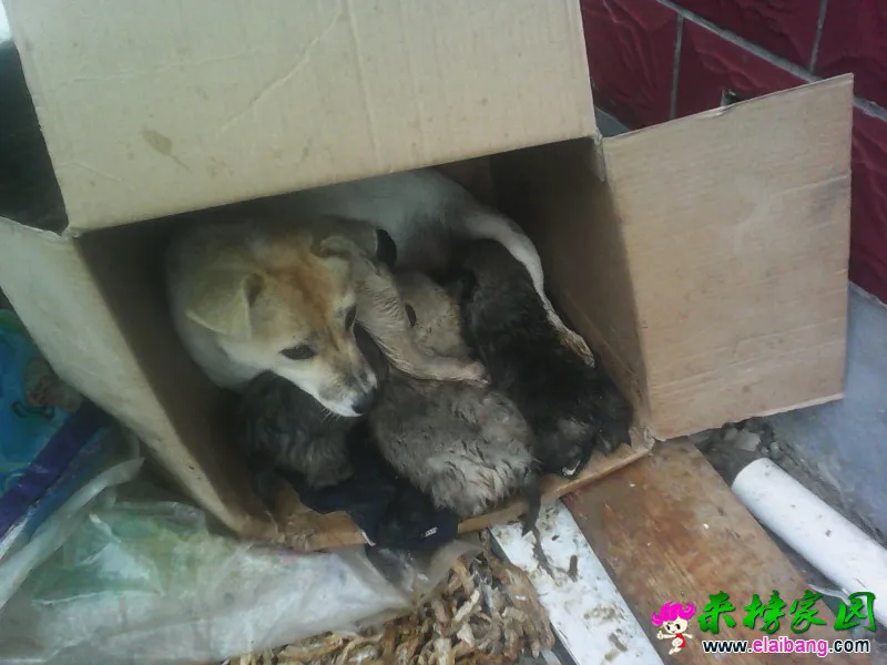 153725dcqy3qxl9xzlyivy.webp
