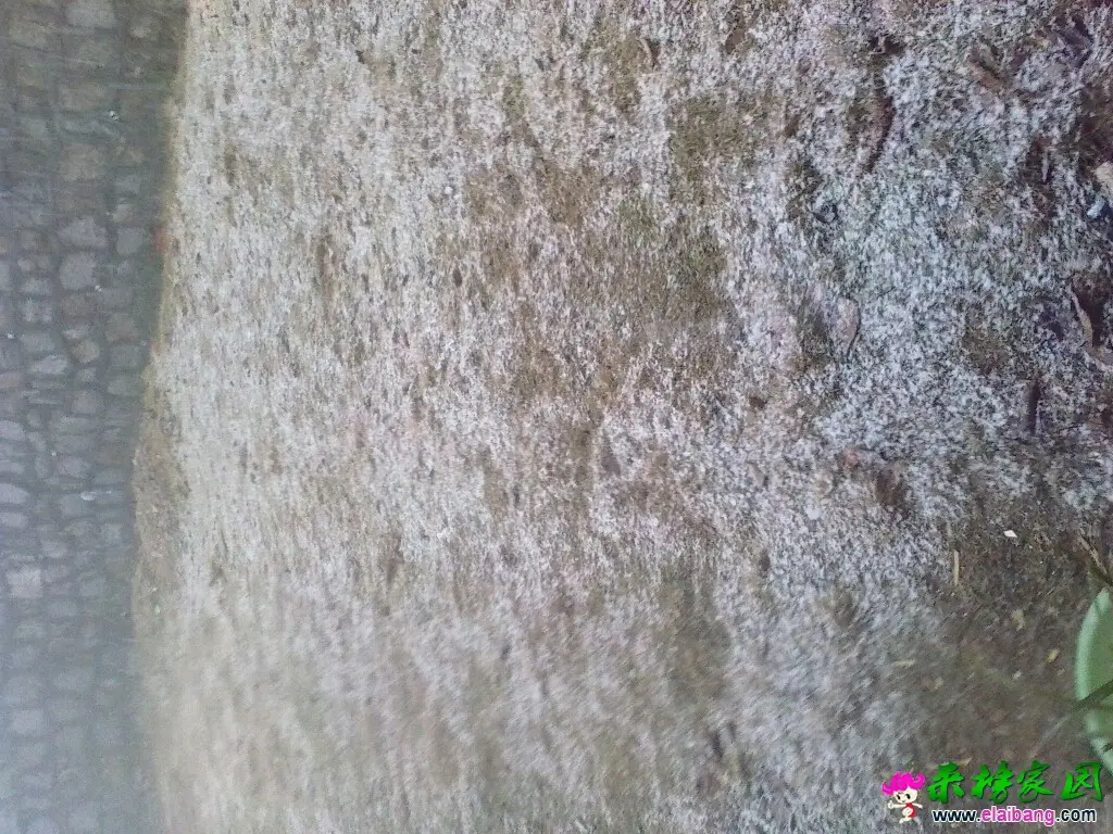 151123ecrtlrvqra6ffv0a.webp