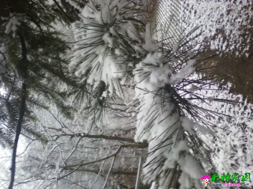 083716yrwilfwl81615a4l.webp