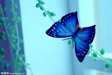 t0160080979570f81d0.webp