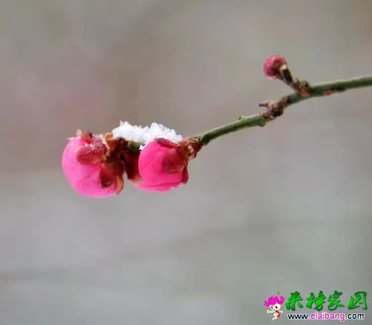 psb (8).webp