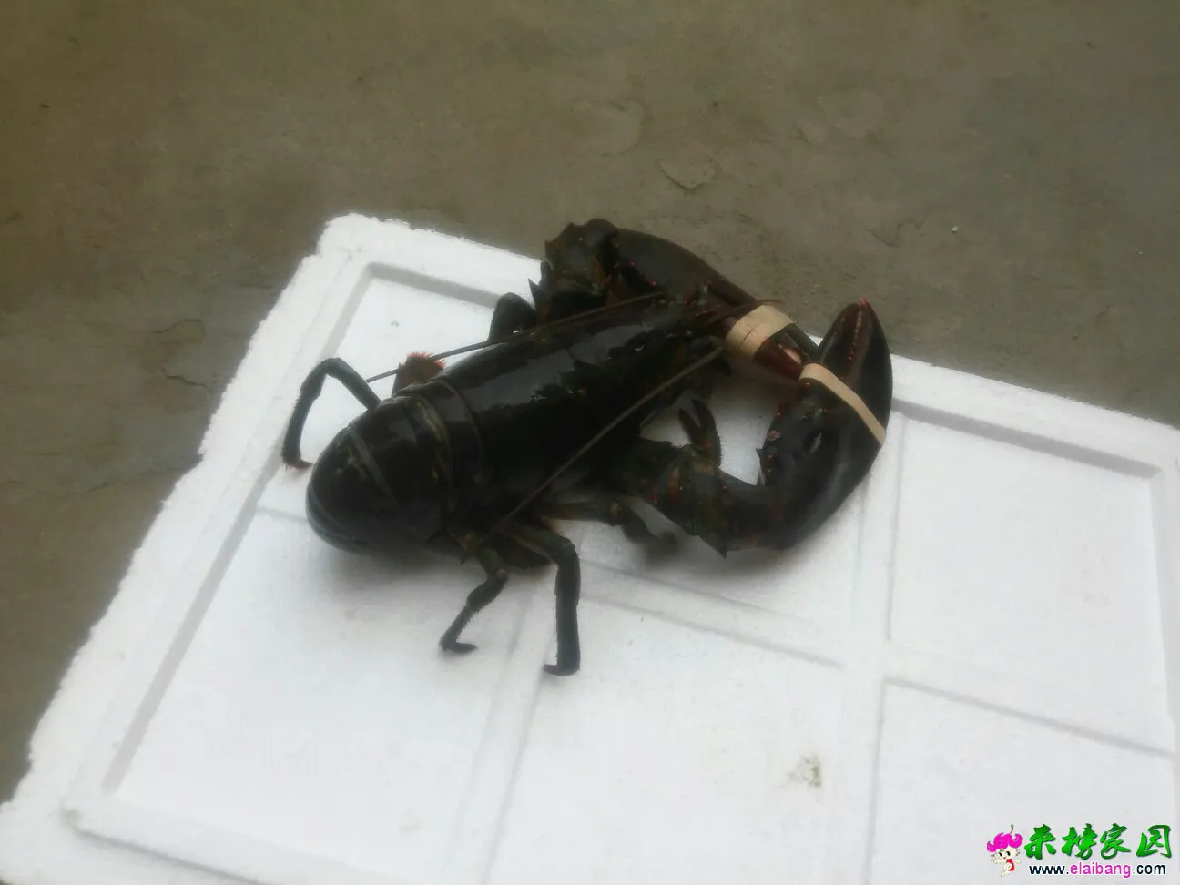 155004qe8dzacpcac2a70a.webp