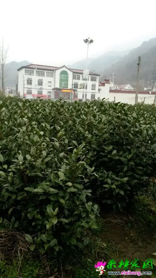 QQ图片201503141838341.webp