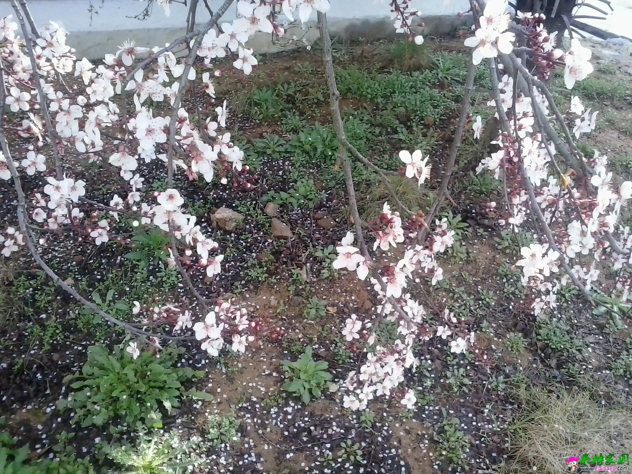 QQ图片20150321084125.webp