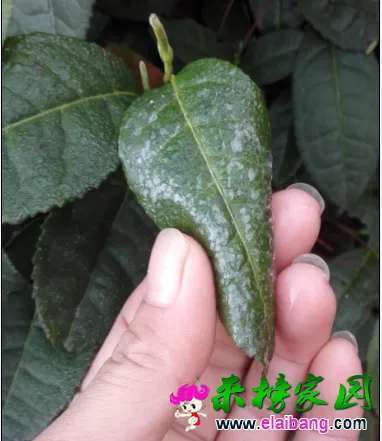 QQ截图20150408085914.webp
