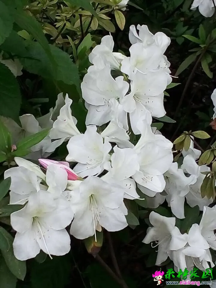 QQ图片20150417083843.webp
