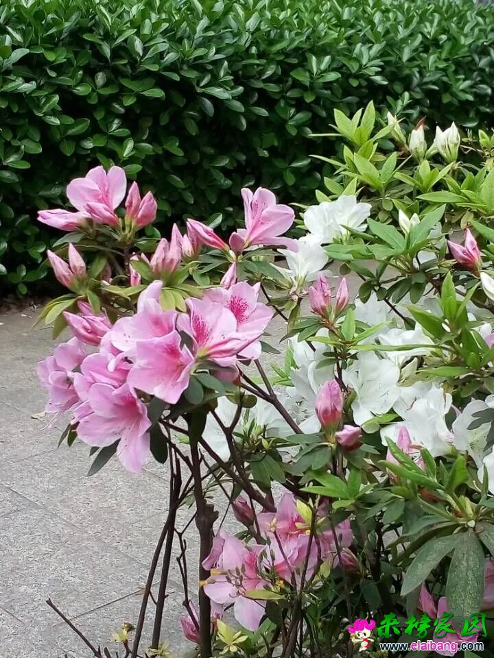 QQ图片20150417083839.webp