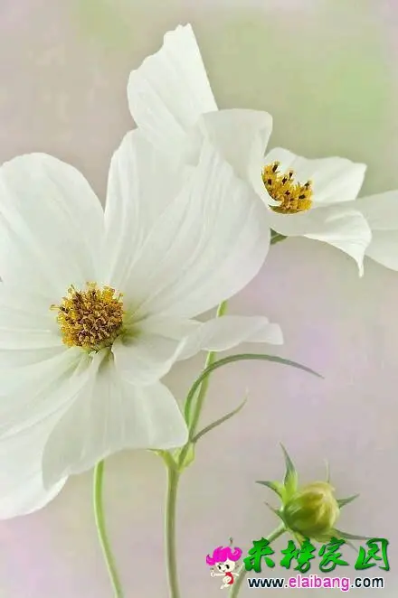 2000 (3).webp