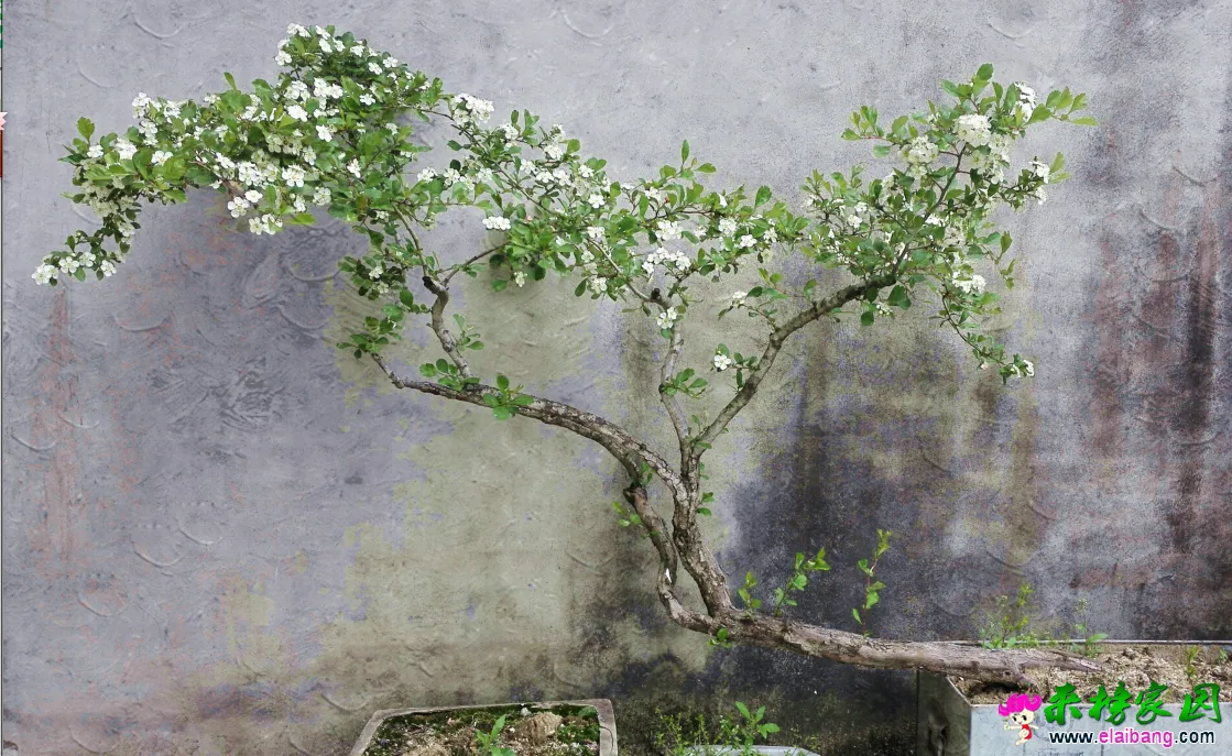QQ截图20150426090546.webp