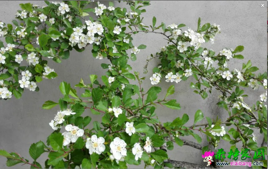 QQ截图20150426090240.webp