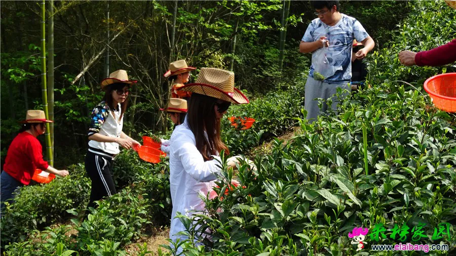 DSC00466.webp