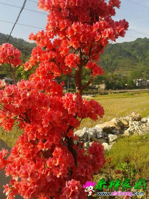 173910flliqmtdiwgcmhti.webp