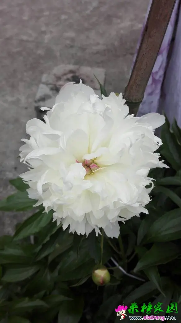110958s577w18kku87juk8.webp