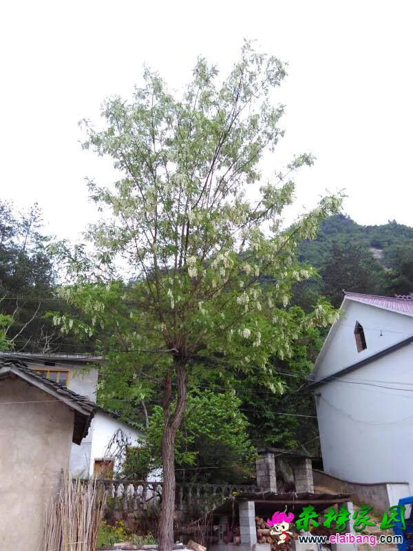 165657ccoedibsocddzvvp.webp