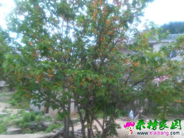184453ejuu5cp1jp4q5mrh.webp