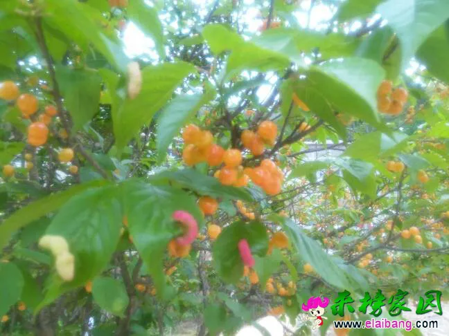 184453luvaw1b971iis8xs.webp